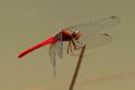 Rhodopygia hinei (Brilliant Redskimmer) male-4.jpg